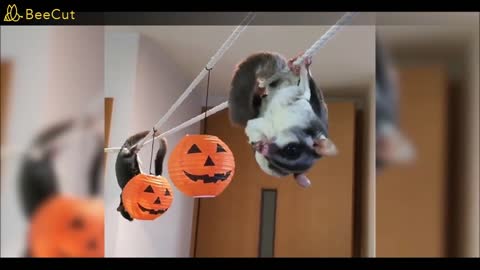 Sugar gliders having fun and being funny cute