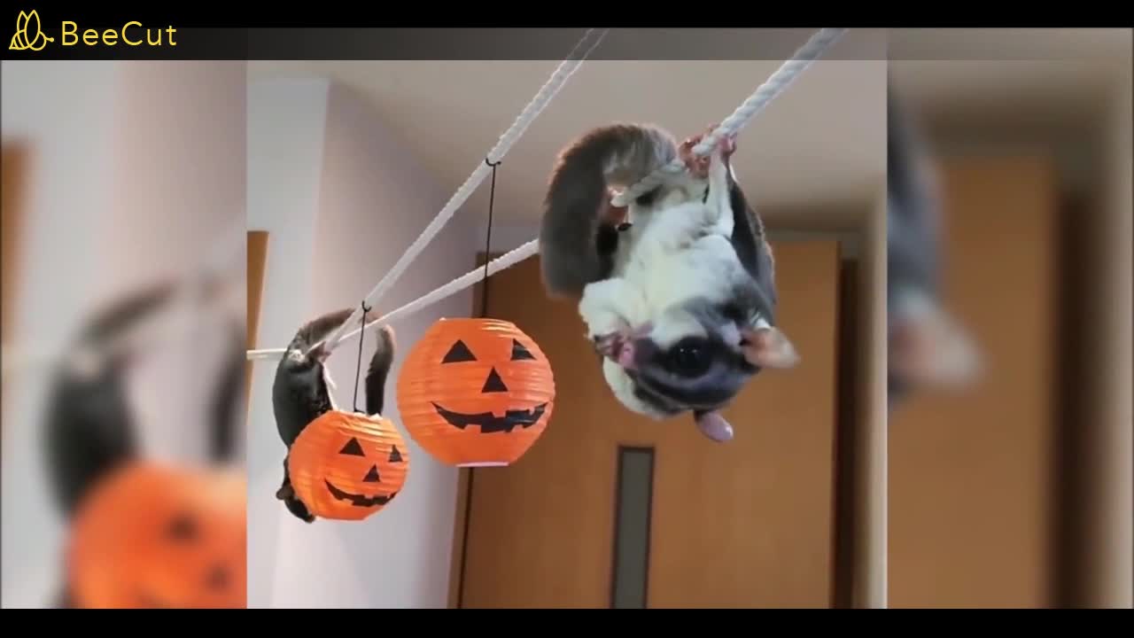 Sugar gliders having fun and being funny cute