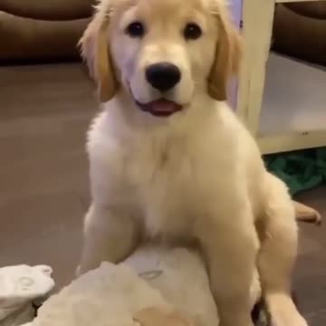 😍Cute and Funny Dog Compilation