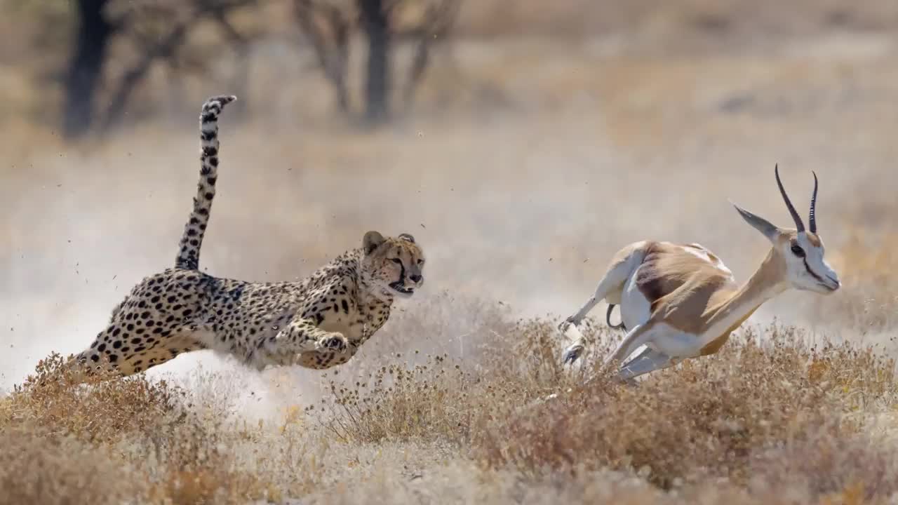 CHEETAH - God's Amazing Animals