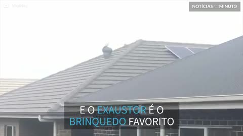 Pombo descobre seu brinquedo favorito: um exaustor