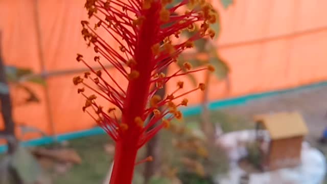 Flower 🌺 big size - big flower