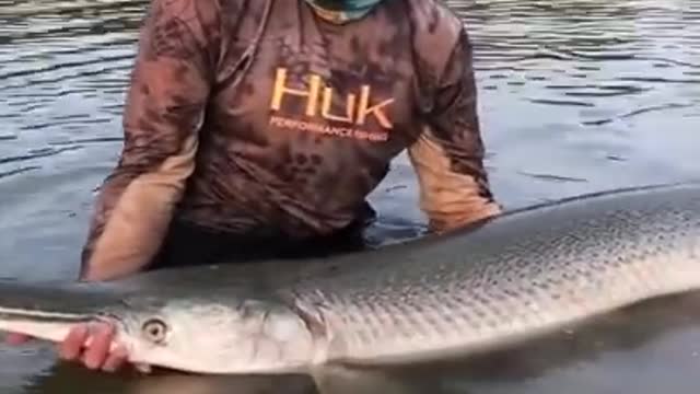 Top viral fish fishing Amazing fish video ,fishing video TIK TOK 21dd