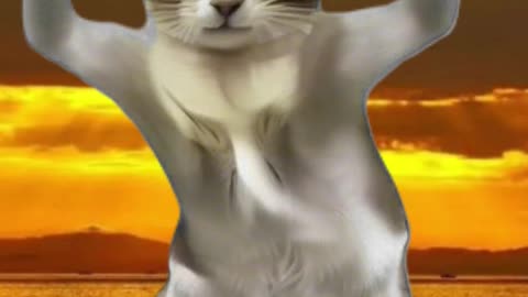 Funny cat video