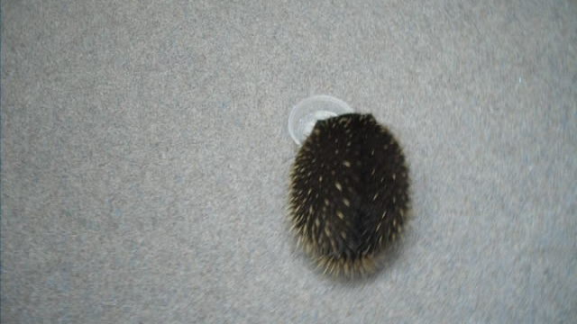 2012-01-18 Echidna, Tassie 01