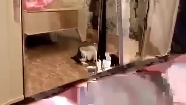 Crazy Cat Funny Animal Videos