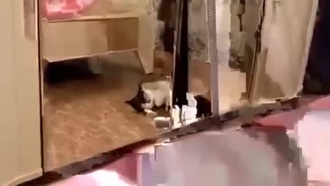 Crazy Cat Funny Animal Videos