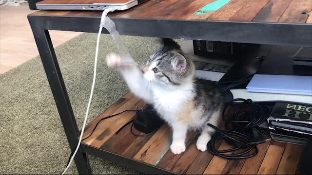 Funny litle kitten plays with a peace of duct tape