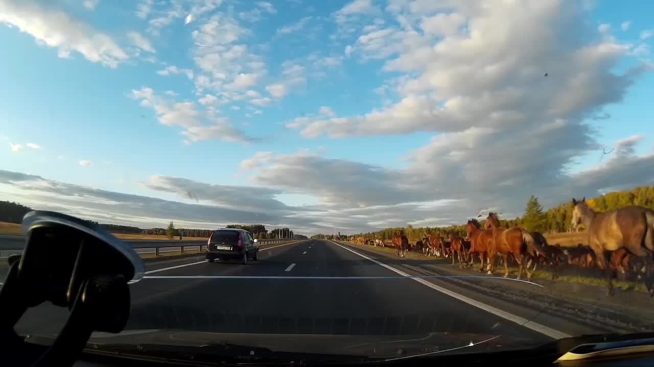 No Horsing Around on the Highway