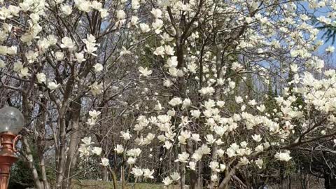 Magnolia in the park.