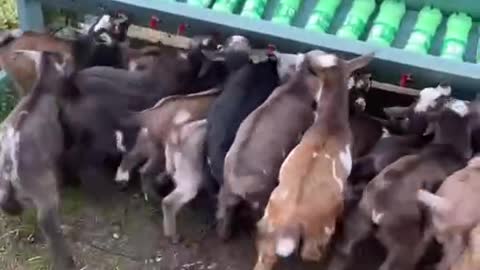 Wow, baby lamb, there's milk to drink. I'm running out of room