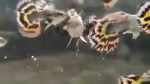 very cute, small fish are fed