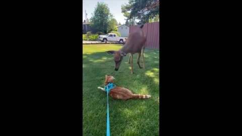 Best Funny Dogs And Cats Videos 😅 - Funniest Animals Videos 2023😇 #4