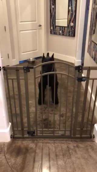 Dog gate