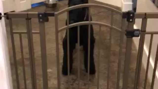 Dog gate