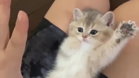 OMG 😱 cute cat 😱😘😘