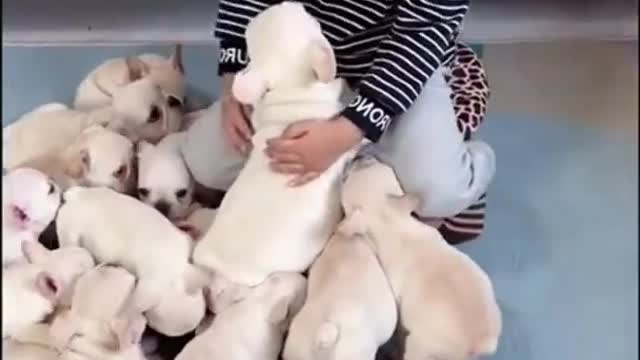 Cute puppy that will make your day