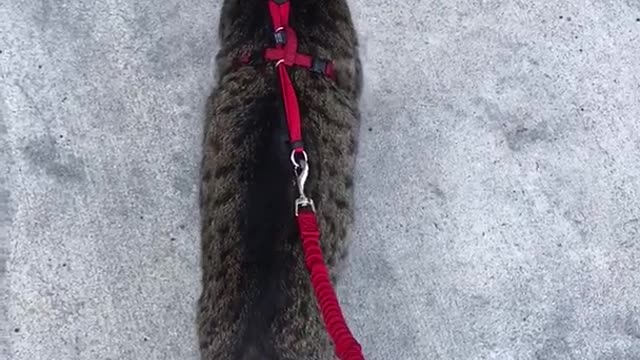 Cat being walked red leash