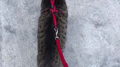 Cat being walked red leash