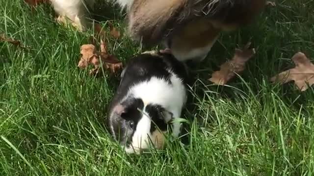 Dog licking guinea pig thinking it is a puppy