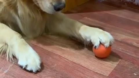 If you catch my ball I will bite you