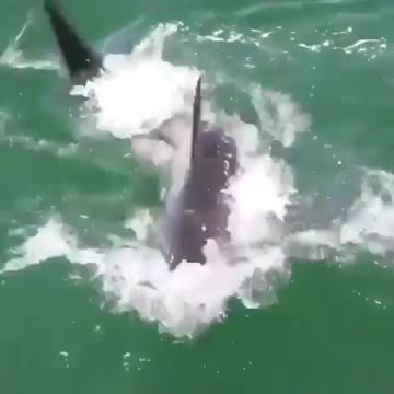 An unrealistically lucky duck got out of the shark's mouth.