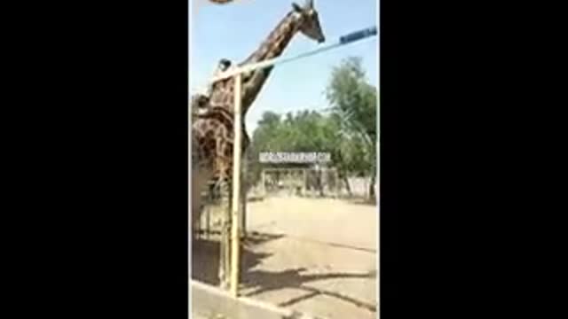 Drink dude ride on the back of a giraffe