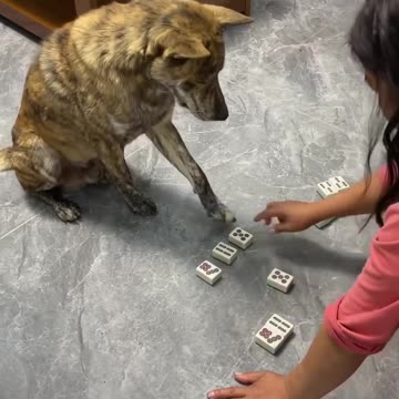 This dogs is really smart