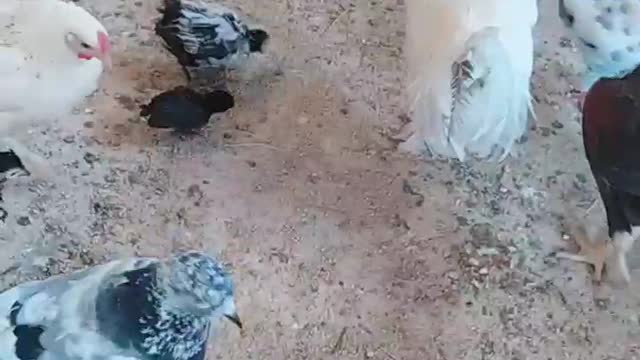 Chicken and birds13amazing🐓🐥🦜🐤🐤🐦🦜🐔🐥😍😱🐣