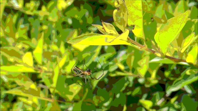 "Arachnae's Web" - ambient