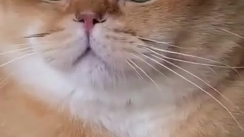 Funny animals 3!