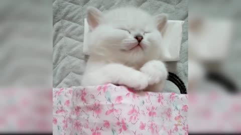 Cute cat funny moment