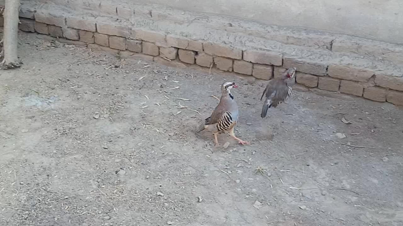 Birds of prey beautiful birds