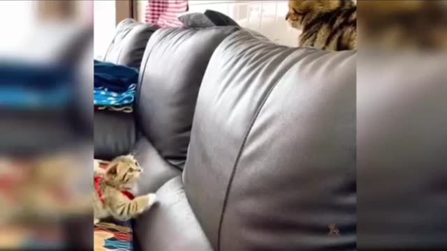 The cat doesn't know what happened
