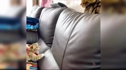 The cat doesn't know what happened