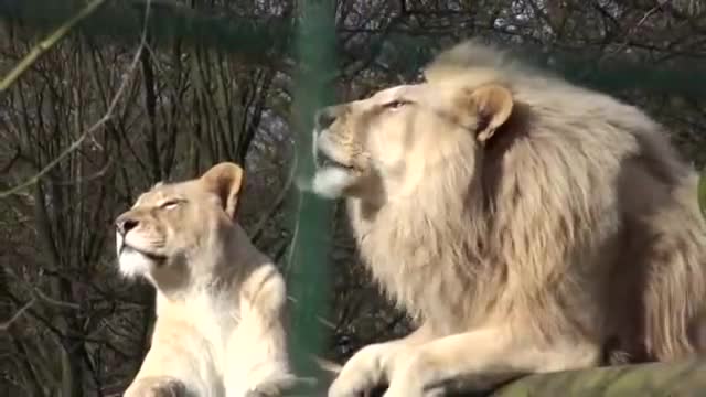 White Lion Roar 🦁