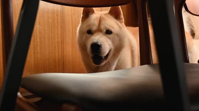 Dog Looking Under the Table