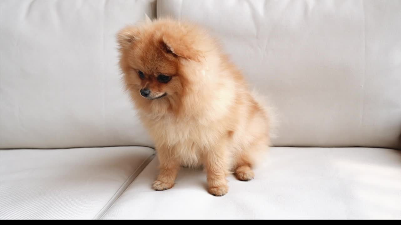 Cute Pomeranian Puppy Sitting