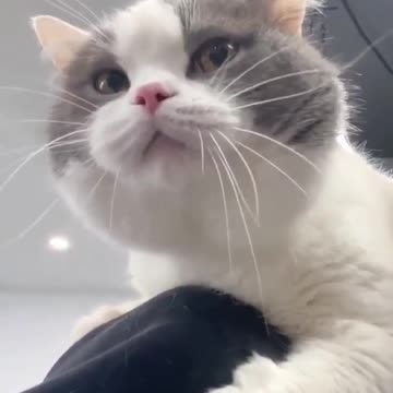 crying cat = gato chorando