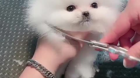 cute puppy