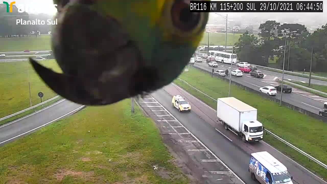 Papagaio aparece em camera/ Brasil - Parrot appears in camera/ Brazil