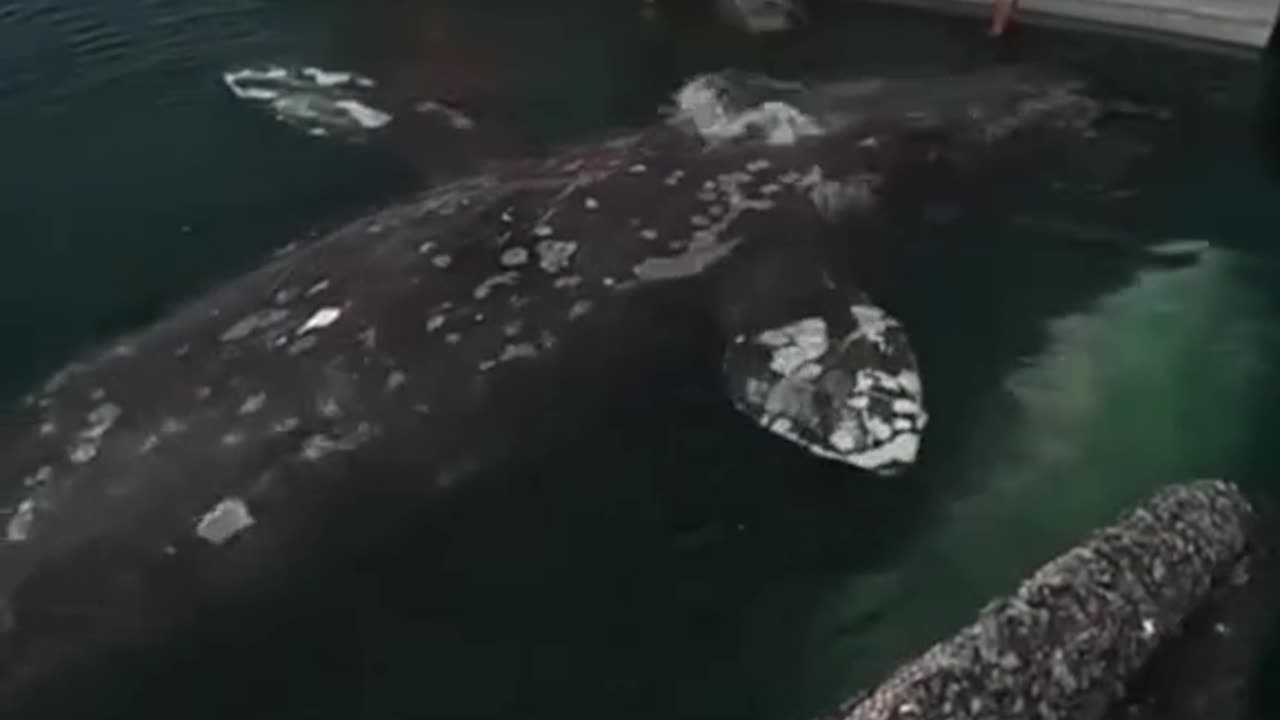 Sharing love with the gentle gray whales in Baja California