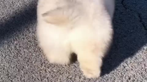 Muốn thành công phải rẽ trái 🐶