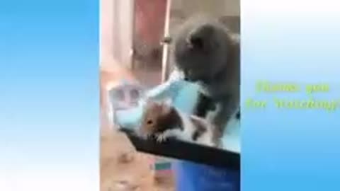 funny video funny animals