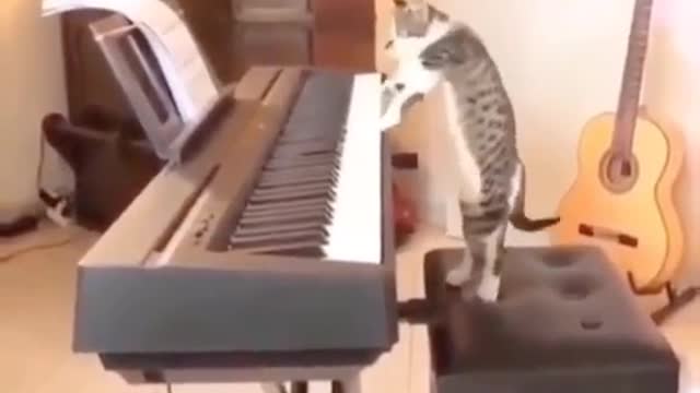 😂 Very talented cat demands applause after performing on the piano