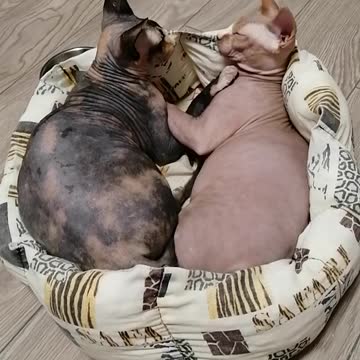 COVID-19. Self-isolation.