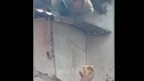 Monkeys are so clever