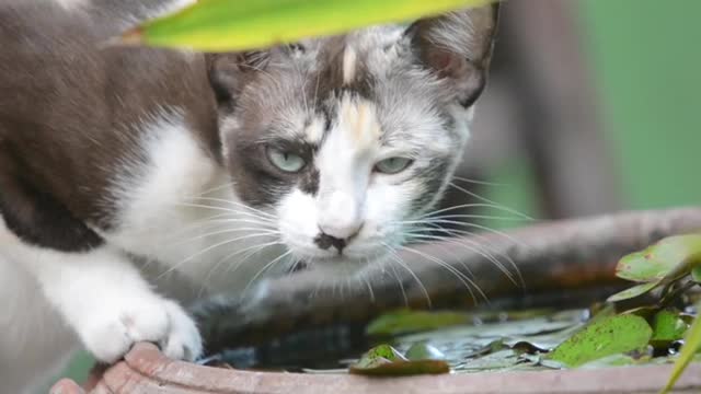 Cat Drinking Water