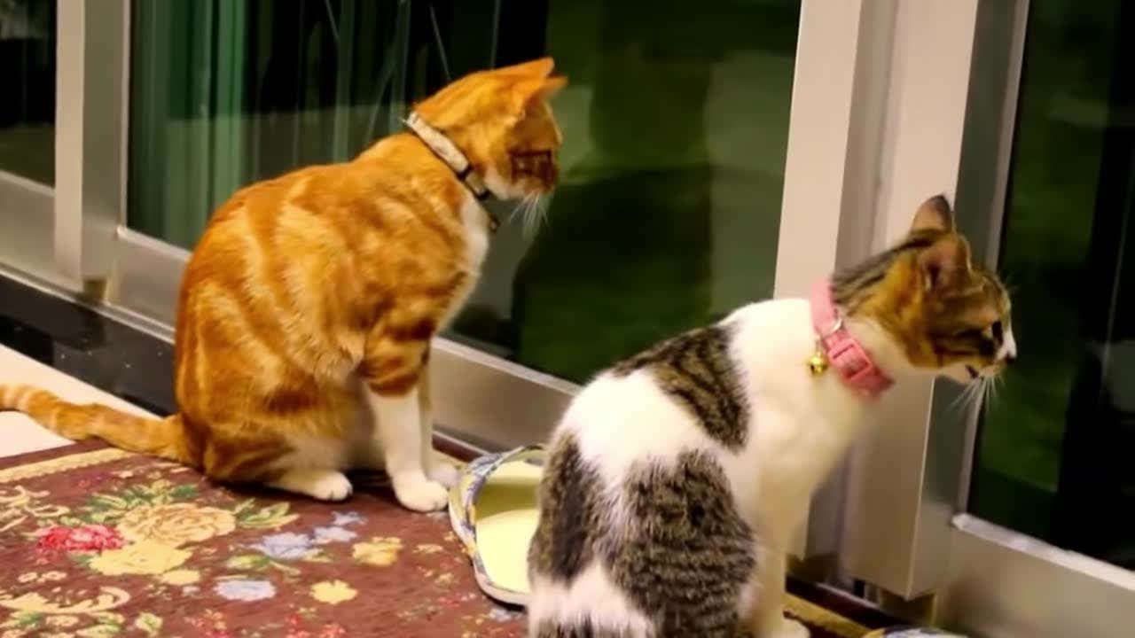 super funny cats