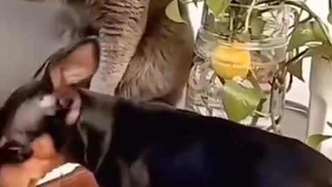Funny 🤣🤣🤣 cat videos | Smart cat 😎 | Cute 😍 kittens funny cats & dogs 🐕 videos